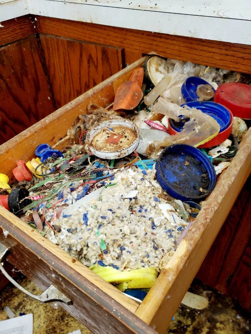 Rodent Cleanup Steri Clean