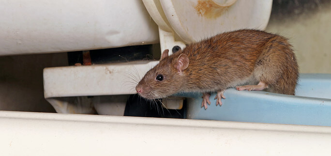 Fort Lauderdale Rodent Cleanup, Mouse Cleanup