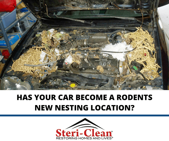 Rodent Cleanup West Palm Beach (561) 5570757 SteriClean