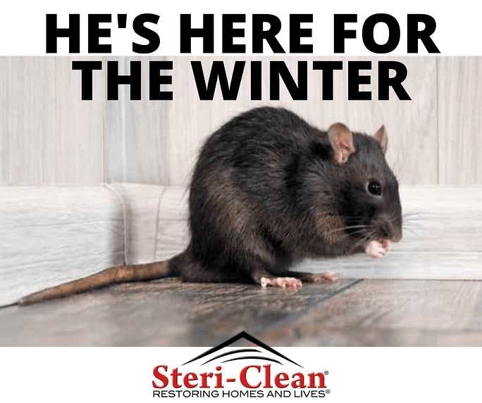 Pembroke Pines Rodent Cleanup