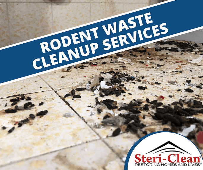 rodent-waste-cleanup